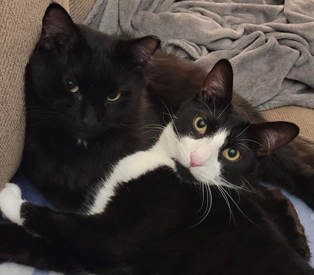 Two cats cuddled together